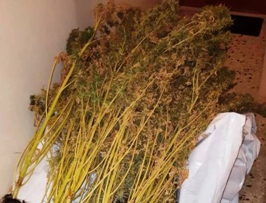 Κυψέλη: Σύλληψη 34χρονου για υδροπονική καλλιέργεια κάνναβης - 54 δενδρύλλια βρέθηκαν στο σπίτι του!